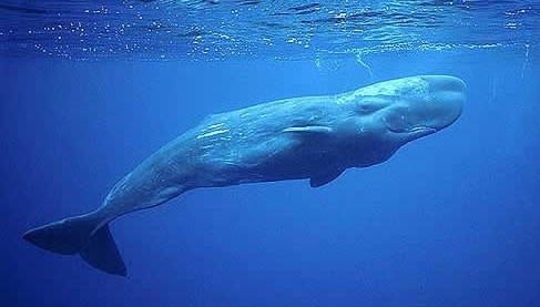 El estudio explica cómo las grandes ballenas son capaces ...