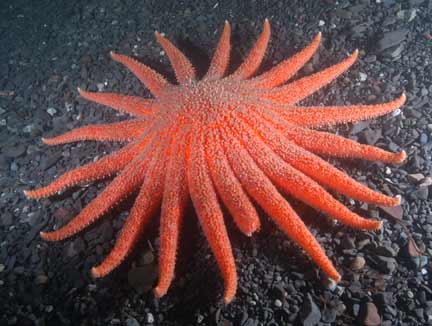 Muertes de estrellas marinas