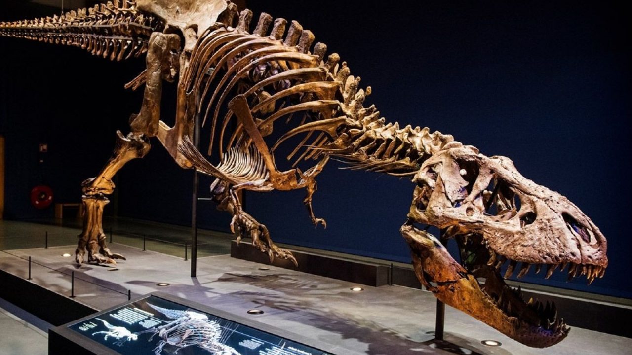 El Museo De Historia Natural De Eeuu Mostrara Un Esqueleto De Un Tyrannosaurus Rex Republica Com