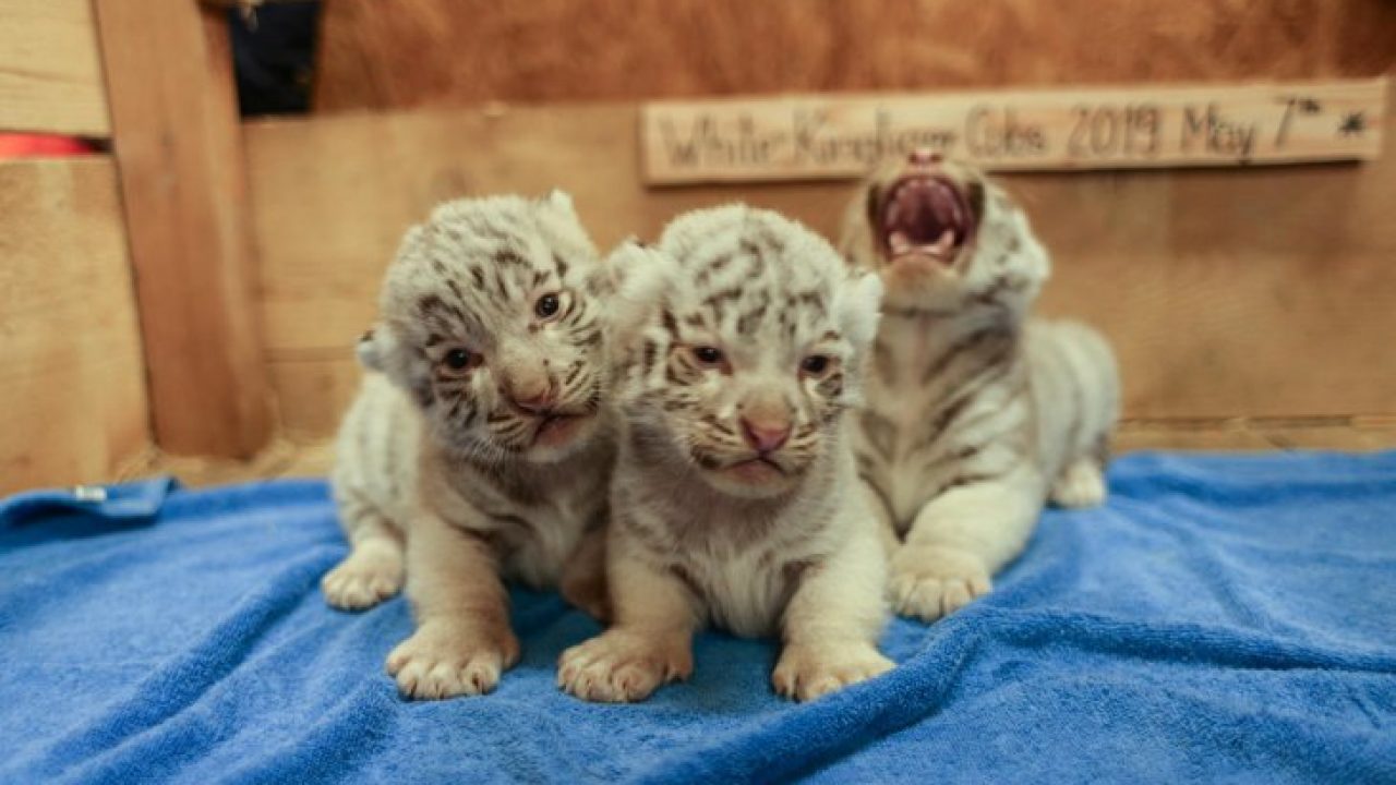 Fotos De Tigres Blancos Bebes