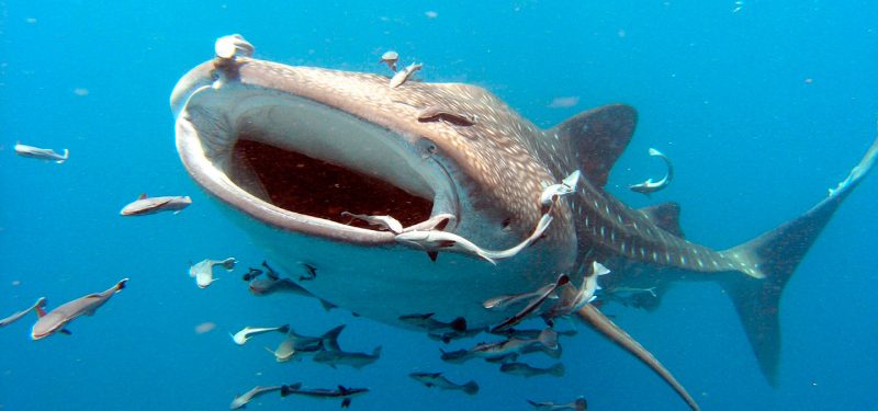 Tiburón ballena comiendo diversa comida