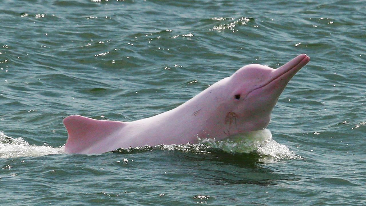 Los Delfines Rosados Vuelven A Hong Kong Gracias A Las Restricciones De La Pandemia Republica Com