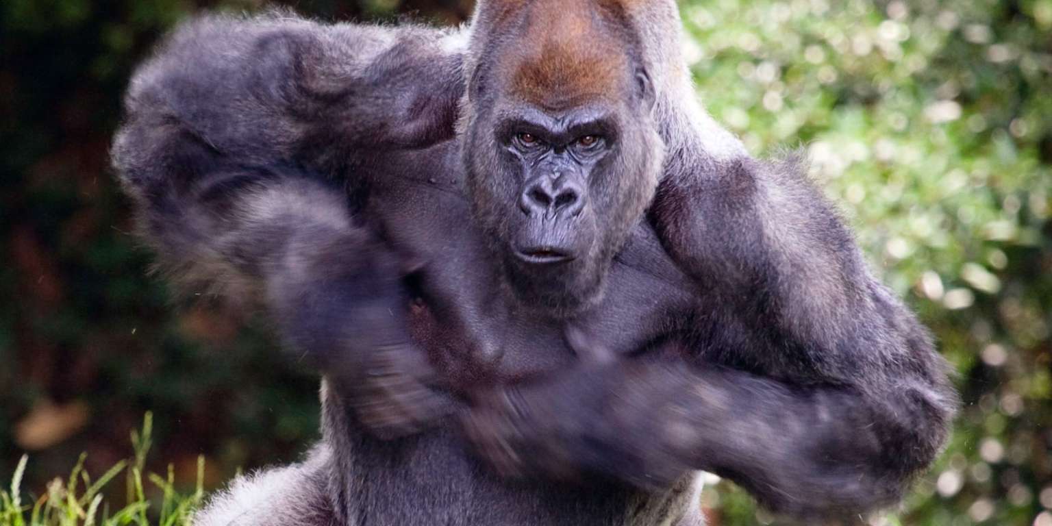 Descubren por qué los gorilas macho se golpean el pecho ante las