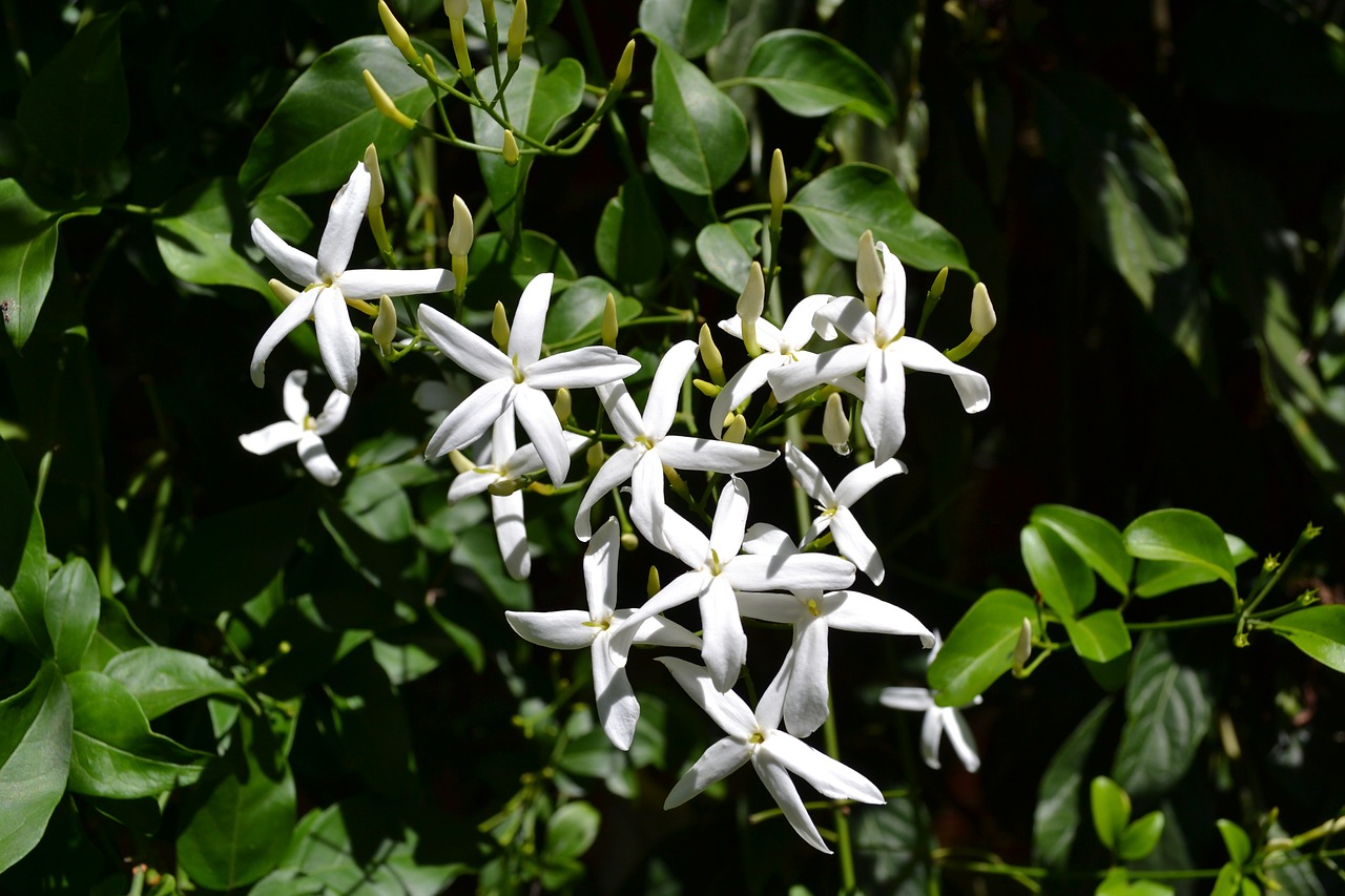 Plantas trepadoras perennes con flor 