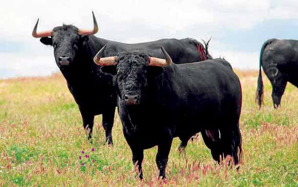 Los sombreros de los Toros Bravos de Durham The hats of the Toros